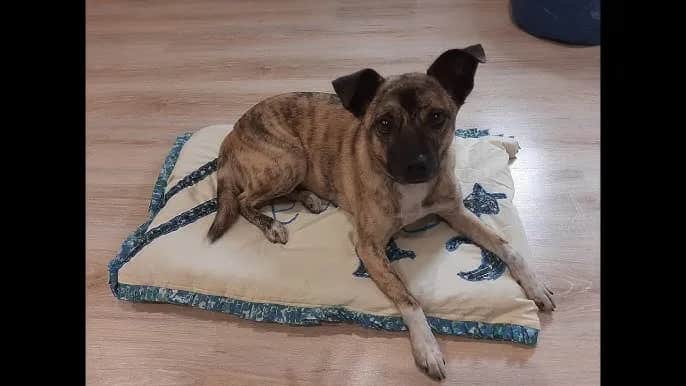 Jak zrobić legowisko dla psa z koca - proste i tanie rozwiązanie