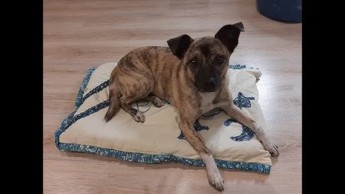 Jak zrobić legowisko dla psa z koca - proste i tanie rozwiązanie