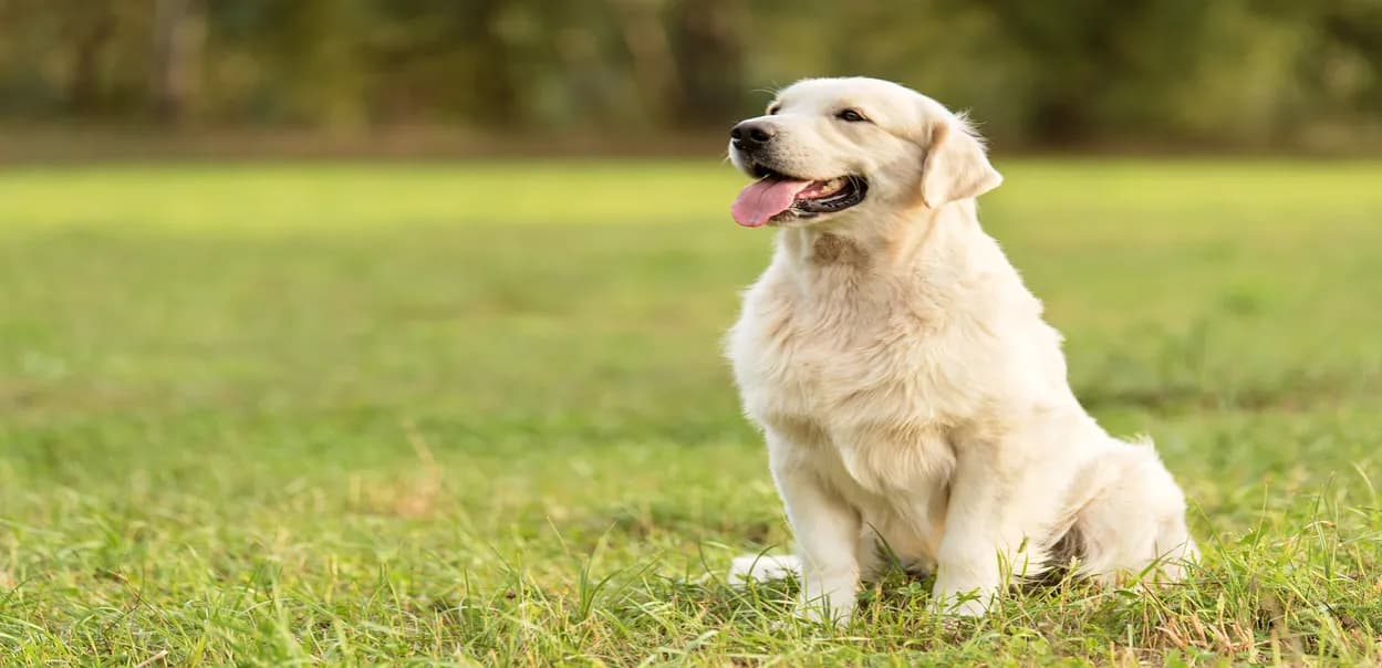 Jak dbać o sierść golden retrievera, aby uniknąć kołtunów i problemów zdrowotnych