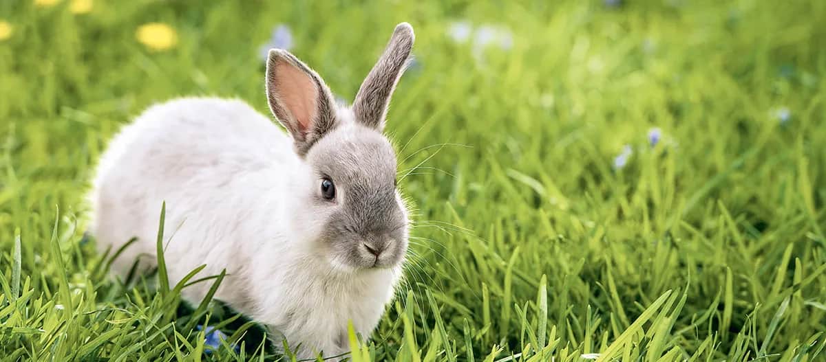 Gdzie kupić królika? Sprawdź najlepsze oferty i ceny w Polsce