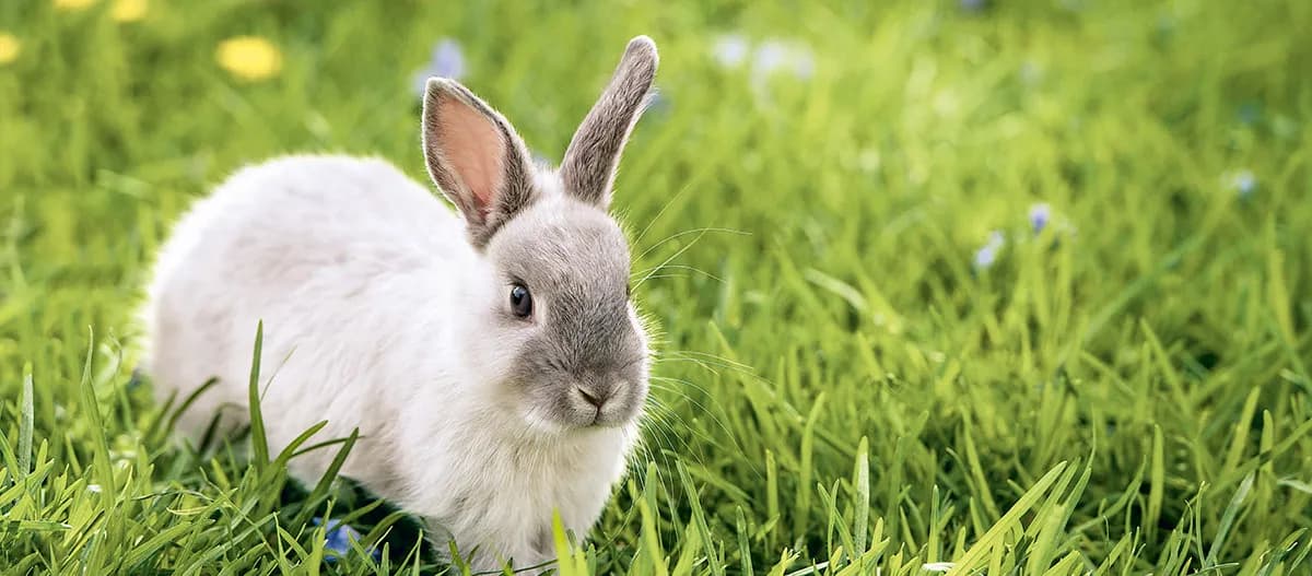 Gdzie kupić królika? Sprawdź najlepsze oferty i ceny w Polsce