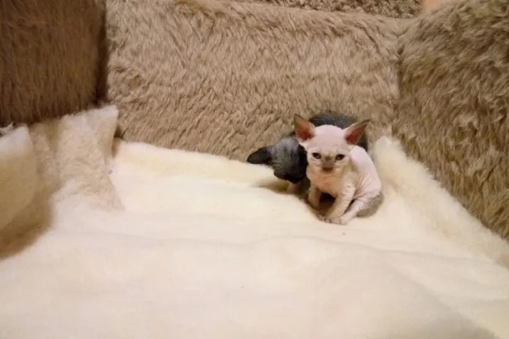 Adopcja kotów Devon Rex: jak uniknąć najczęstszych błędów przy wyborze