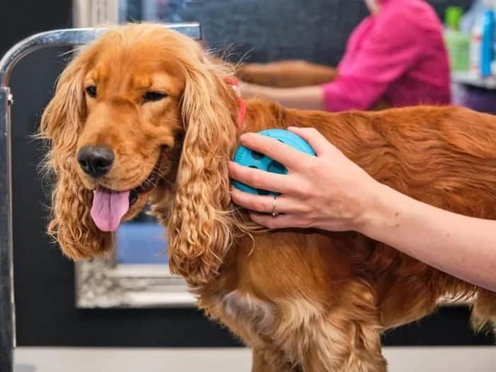 Cocker spaniel czy gubi sierść? Oto co musisz wiedzieć o linieniu