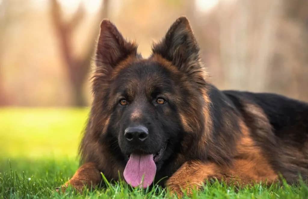 Ile waży owczarek niemiecki? Sprawdź, co wpływa na jego wagę