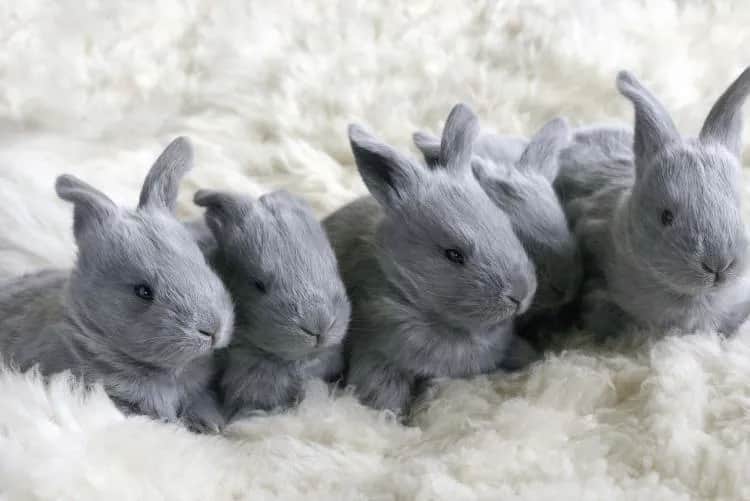 Ile królik ma pazurów? Zaskakująca liczba, którą musisz poznać