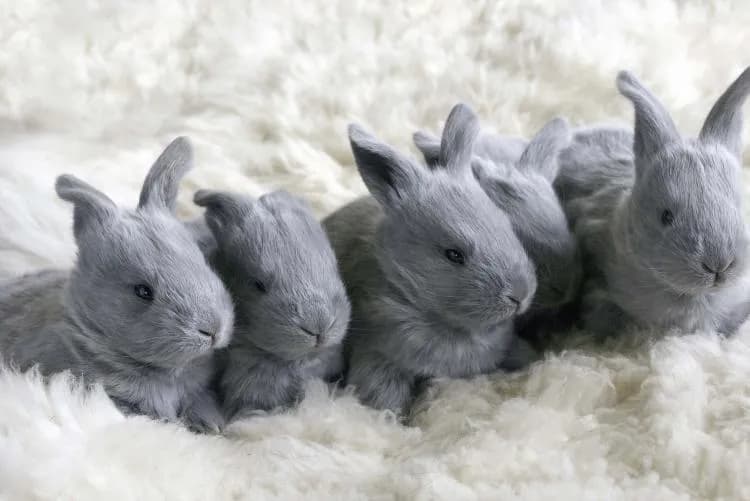 Ile królik ma pazurów? Zaskakująca liczba, którą musisz poznać