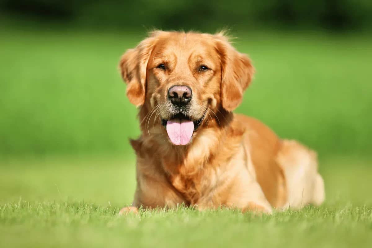 Jaką karmę dla golden retrievera wybrać, aby uniknąć problemów zdrowotnych?