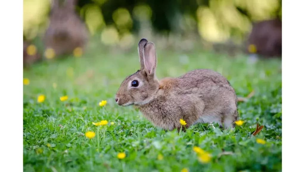 Czy królik ma cieczkę? Poznaj tajemnice rui u samic królika