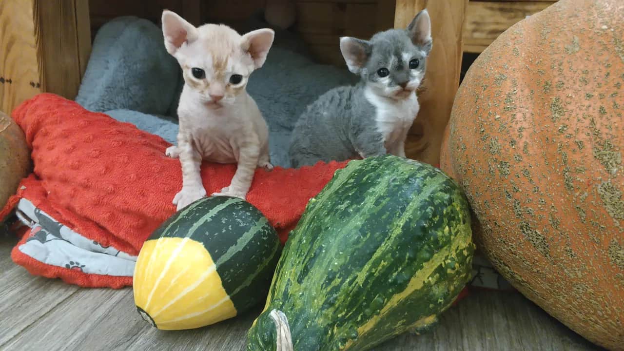 Devon Rex w Łodzi - kocięta z rodowodem i najlepsze hodowle