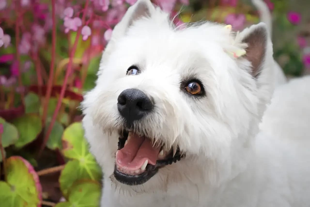 Czy west highland white terrier gubi sierść? Oto prawda o pielęgnacji