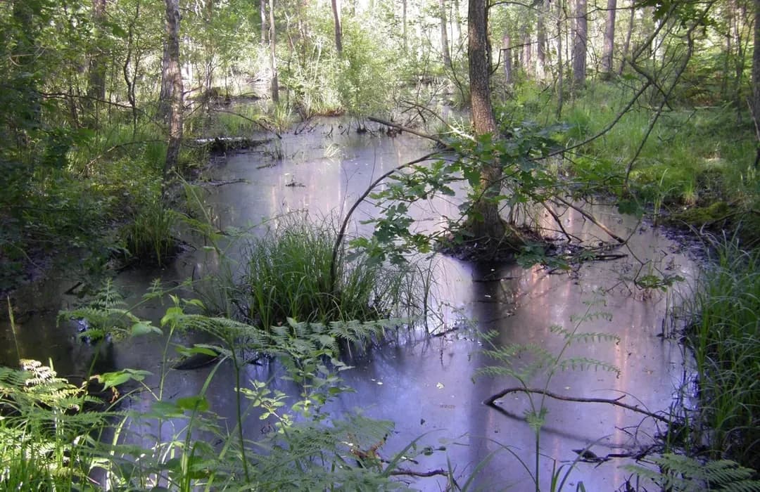 Najlepsze miejsca na spacer z psem w Lubelskiem – odkryj ukryte skarby