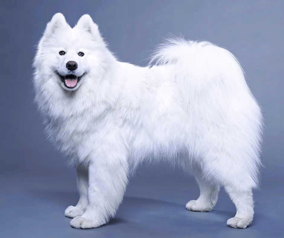 Samojed ma włosy czy sierść? Odkryj prawdę o jego futrze