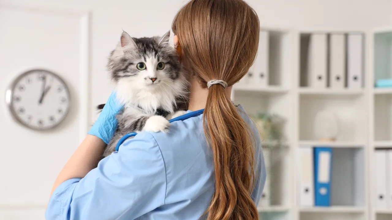 Jak długo kotka dochodzi do siebie po sterylizacji? Oczekuj tych objawów