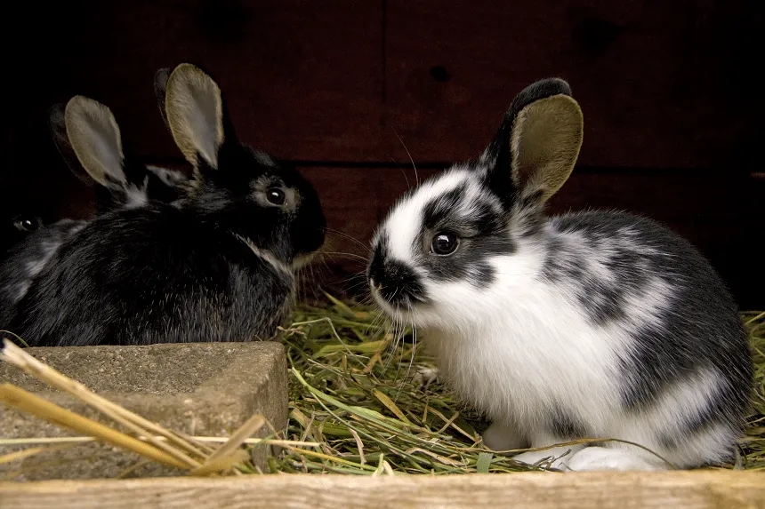 Co jedzą 3 tygodniowe króliki? Kluczowe informacje o diecie królików