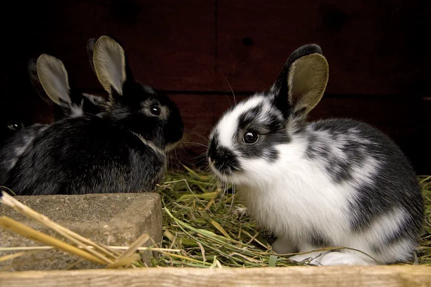 Co jedzą 3 tygodniowe króliki? Kluczowe informacje o diecie królików