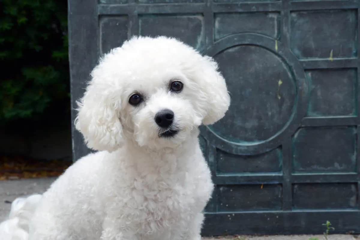 Bichon frise włosy czy sierść – zaskakująca różnica dla alergików