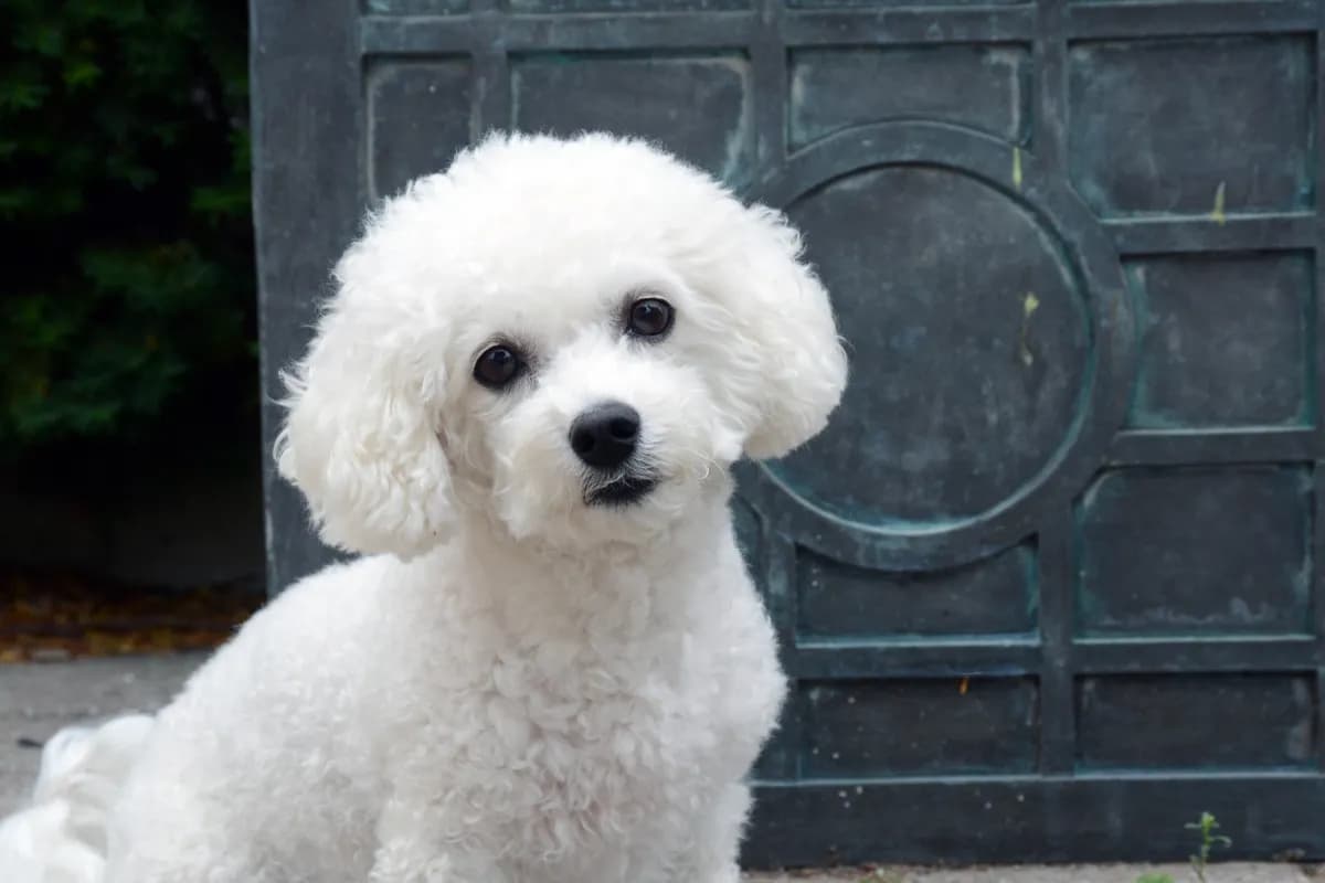 Bichon frise włosy czy sierść – zaskakująca różnica dla alergików