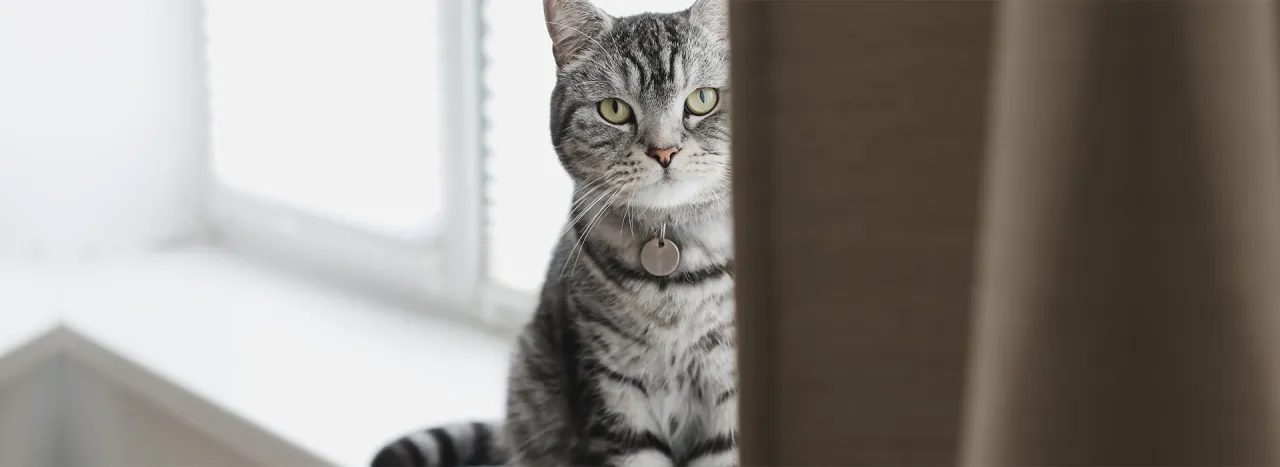 Czy twój kotek jest milusi? Poznaj urocze zachowania kotów