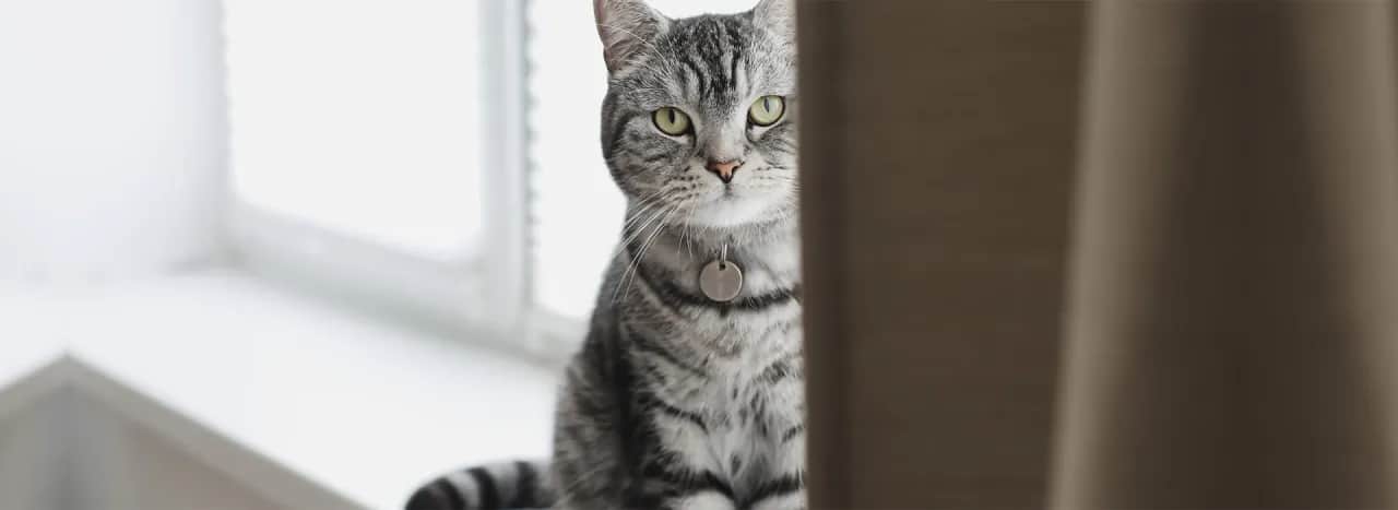 Czy twój kotek jest milusi? Poznaj urocze zachowania kotów