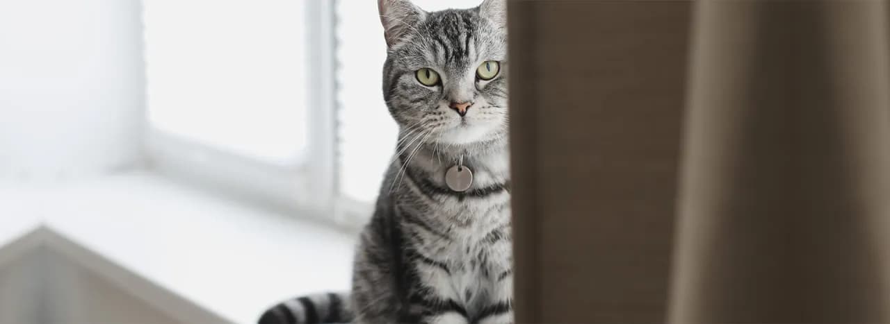 Czy twój kotek jest milusi? Poznaj urocze zachowania kotów