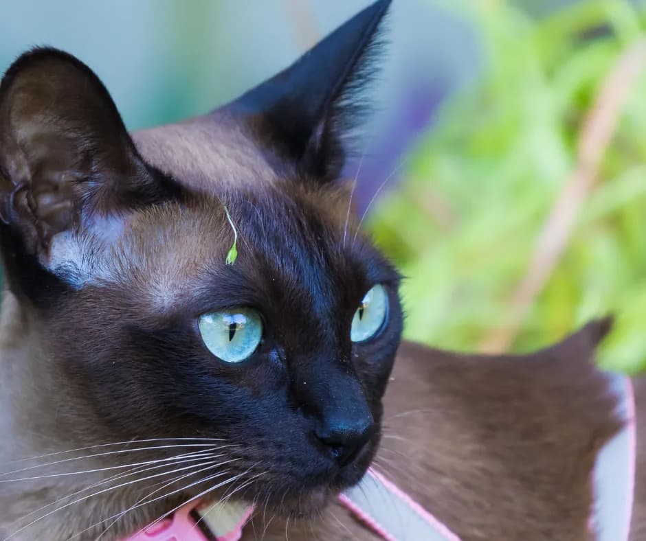 Tonkijski kot cena - poznaj czynniki wpływające na koszt zakupu