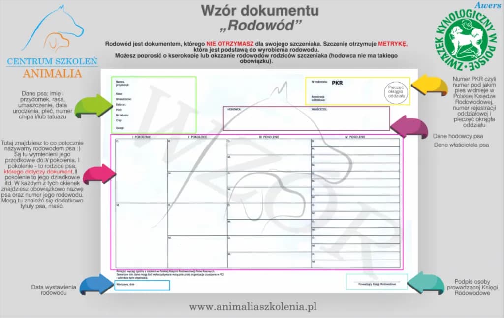 Jak uzyskać rodowód dla psa - proste kroki i ukryte koszty