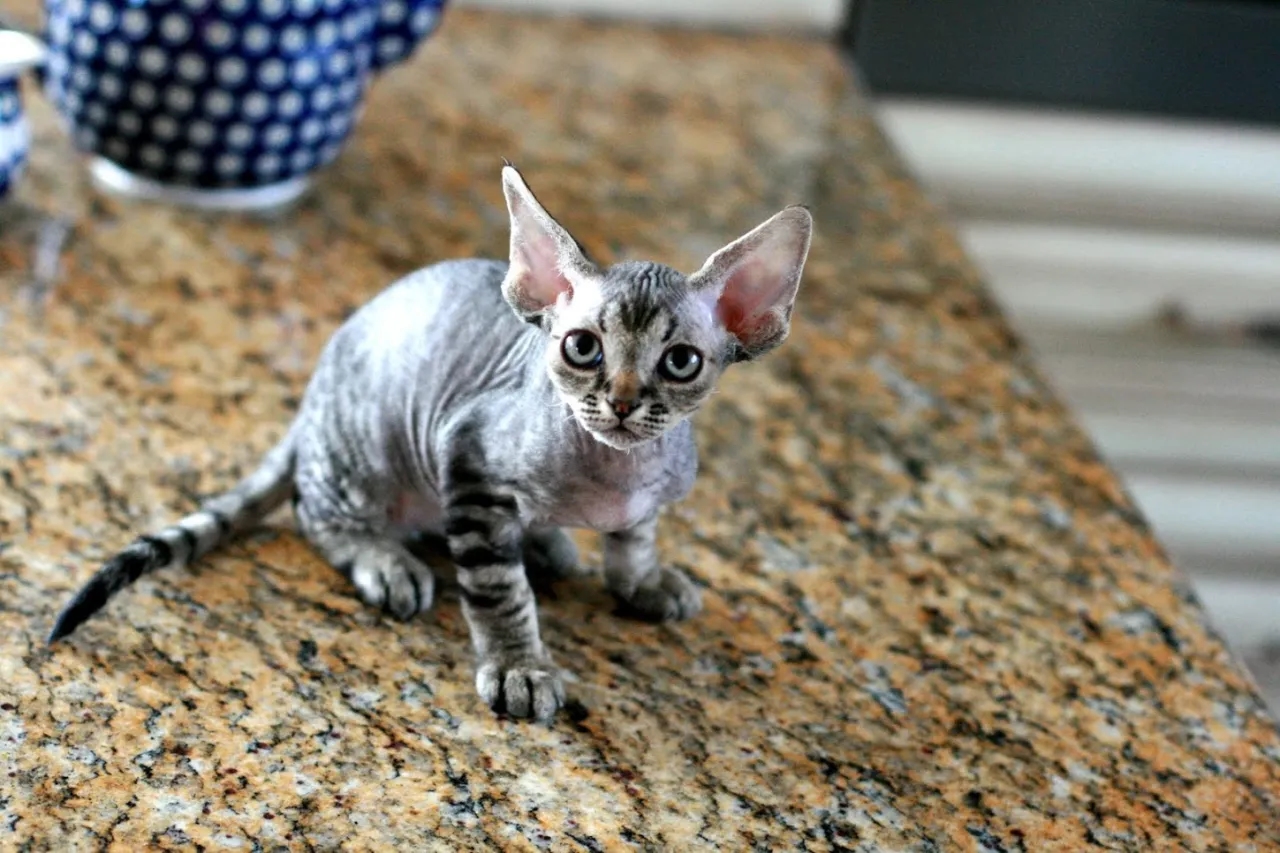 Niebieski Devon Rex: Cechy, temperament i gdzie kupić kocięta