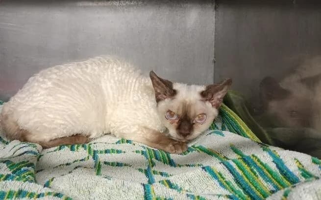 Choroby Devon Rex: Jak uniknąć problemów zdrowotnych u kotów?