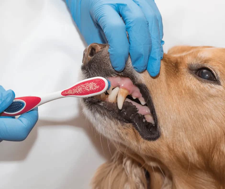 Czy można myć psu zęby pastą dla ludzi? Oto niebezpieczeństwa i alternatywy