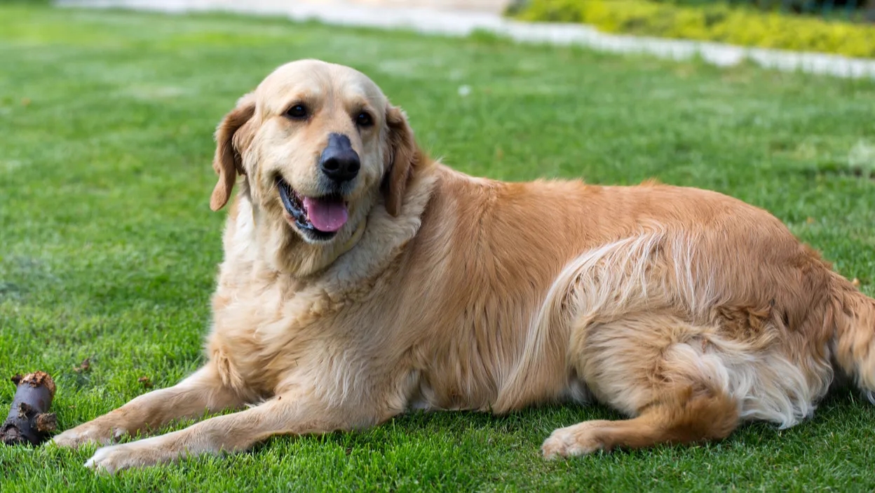 Jak dbać o golden retrievera, aby był zdrowy i szczęśliwy