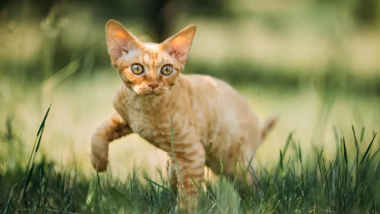 Charakter devon rex – przyjazny towarzysz dla aktywnej rodziny