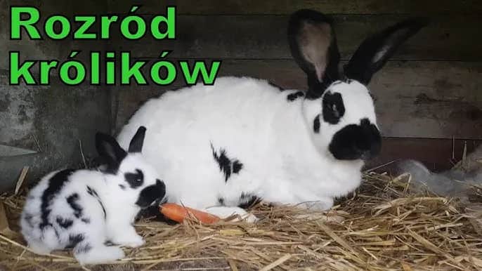 Ile trwa ciąża u królika? Poznaj zaskakujące fakty i porady
