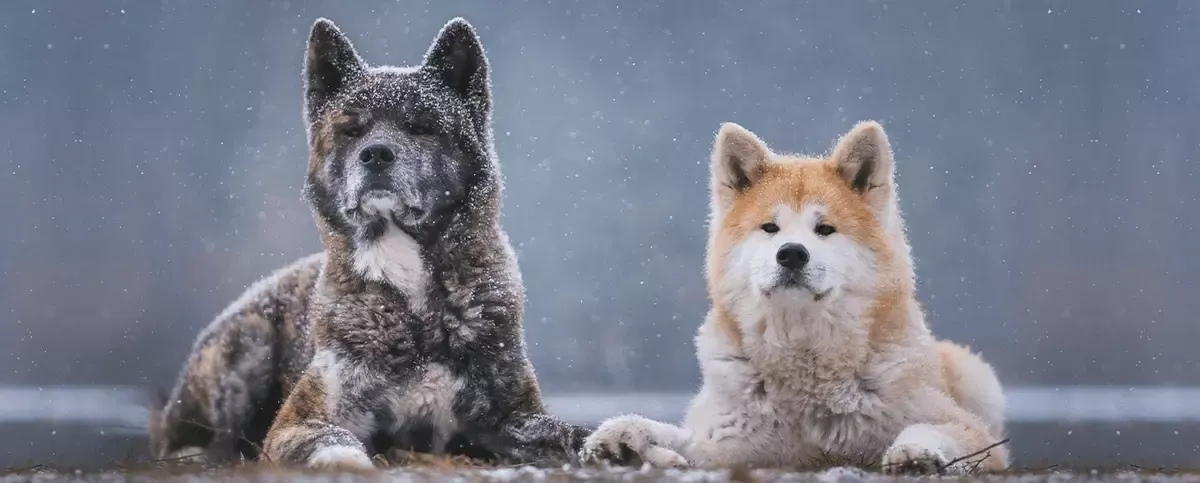 Czy akita jest groźna? Poznaj prawdę o jej agresji i temperamencie