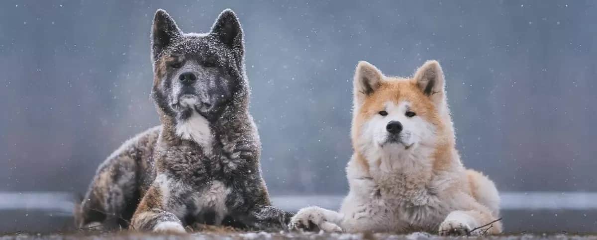 Czy akita jest groźna? Poznaj prawdę o jej agresji i temperamencie