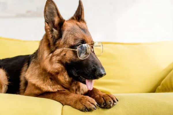 Jak wychować owczarka niemieckiego, aby uniknąć problemów behawioralnych