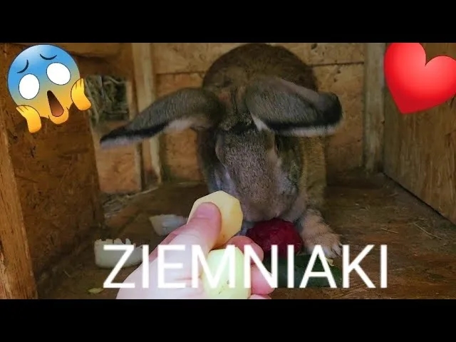 Czy króliki mogą jeść surowe ziemniaki? Oto niebezpieczeństwa dla zdrowia