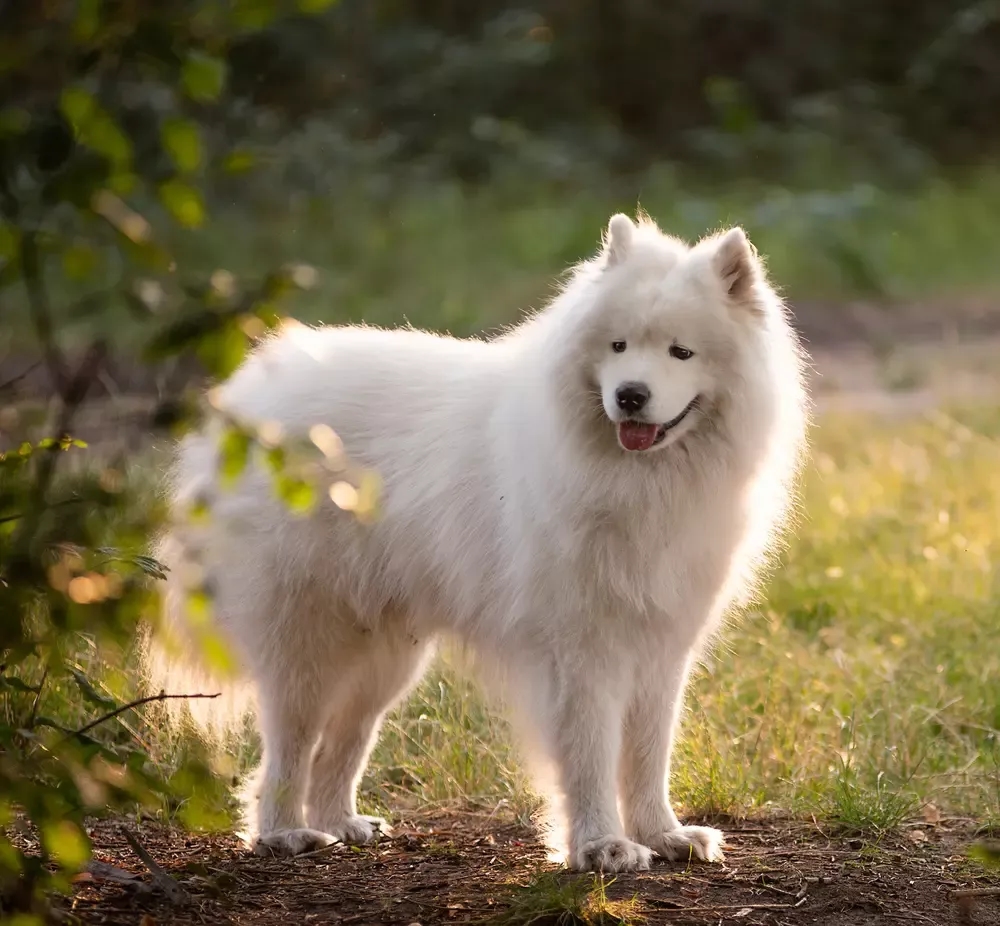 Samoyed czy gubi sierść? Odkryj sekrety linienia i pielęgnacji