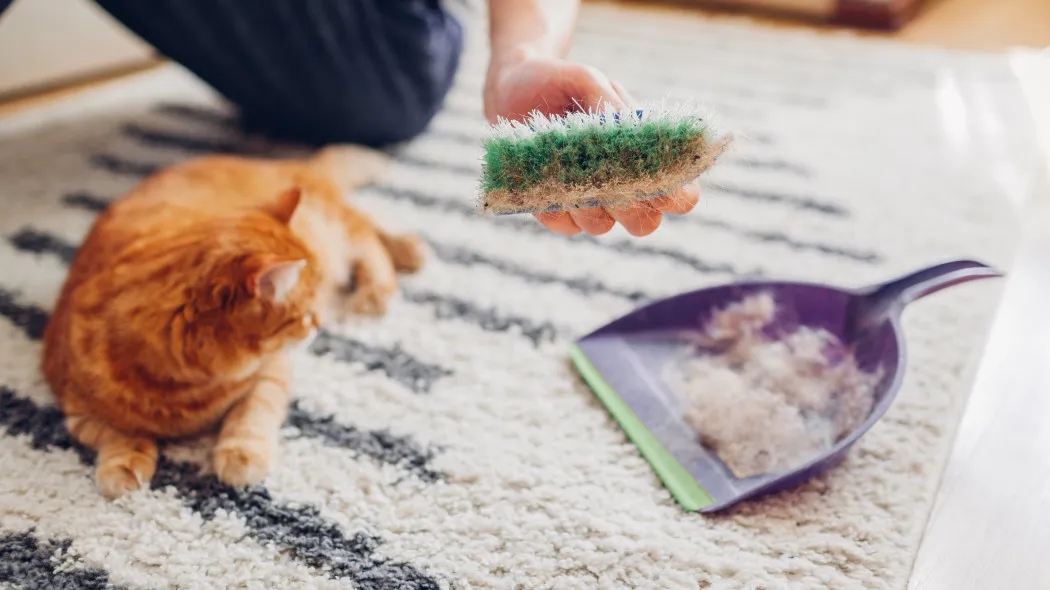 Skuteczne sposoby na usunięcie sierści z tapicerki bez wysiłku