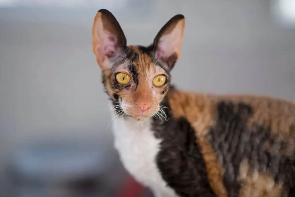 Czy Devon Rex uczula? Sprawdź, czy to kot dla alergików