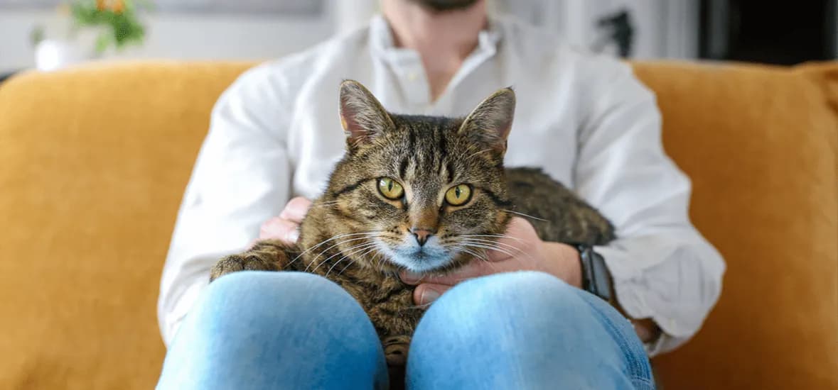 Co ile kotka może być w ciąży? Poznaj zdrowotne konsekwencje