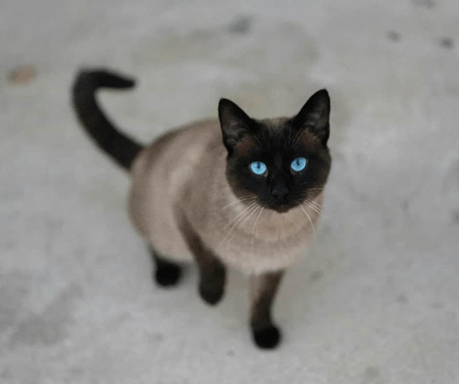 Kot tonkijski groźny? Odkryj prawdę o jego łagodnym charakterze