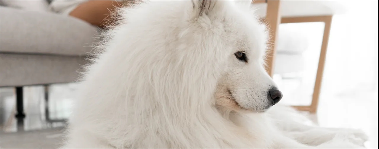 Jak ograniczyć wypadanie sierści u psa i poprawić jego zdrowie