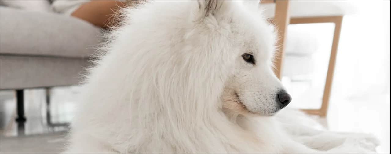 Jak ograniczyć wypadanie sierści u psa i poprawić jego zdrowie