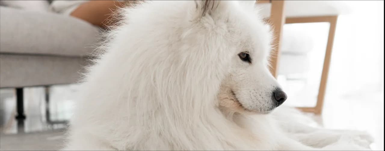 Jak ograniczyć wypadanie sierści u psa i poprawić jego zdrowie