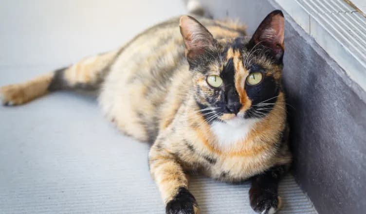 Czy kotka ma cieczkę? Poznaj objawy i co musisz wiedzieć