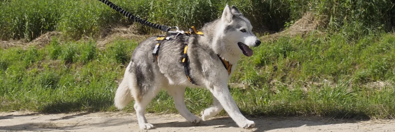 Jakie szelki dla husky zapewnią komfort i bezpieczeństwo podczas spacerów