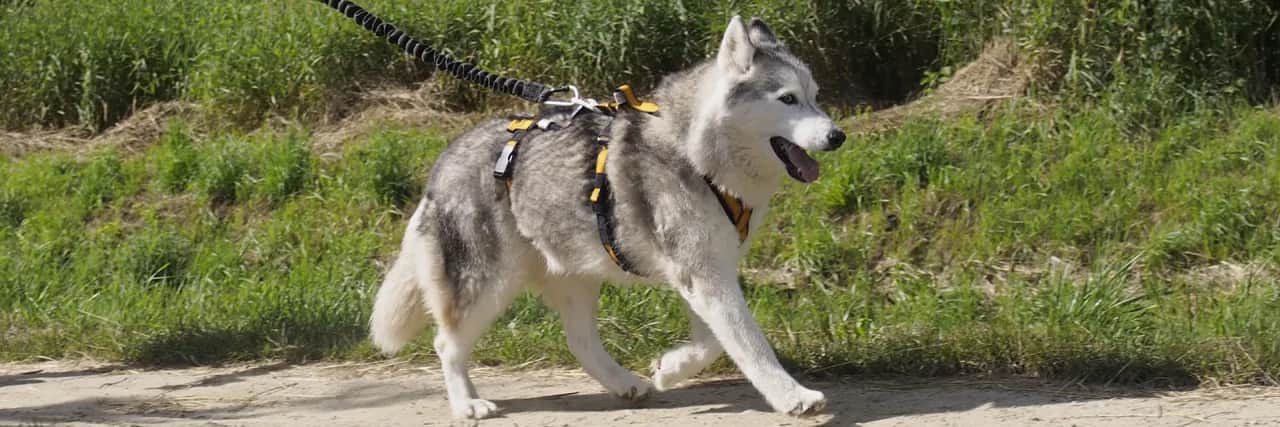 Jakie szelki dla husky zapewnią komfort i bezpieczeństwo podczas spacerów